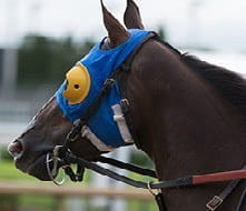 The head gear worn by a horse to restrict its peripheral vision