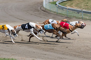 Top dog best sale racing