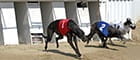 greyhound race