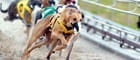 greyhound race