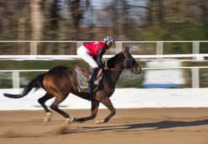A horse