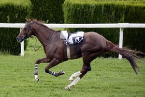 Horse race