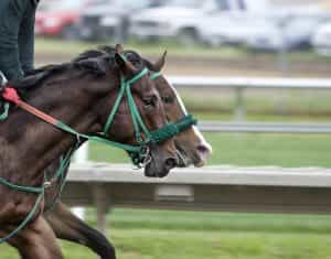 Horses close-up