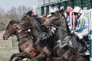 Horses racing