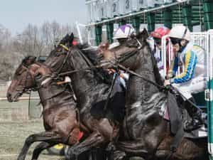 Horses racing