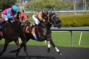 Horses racing