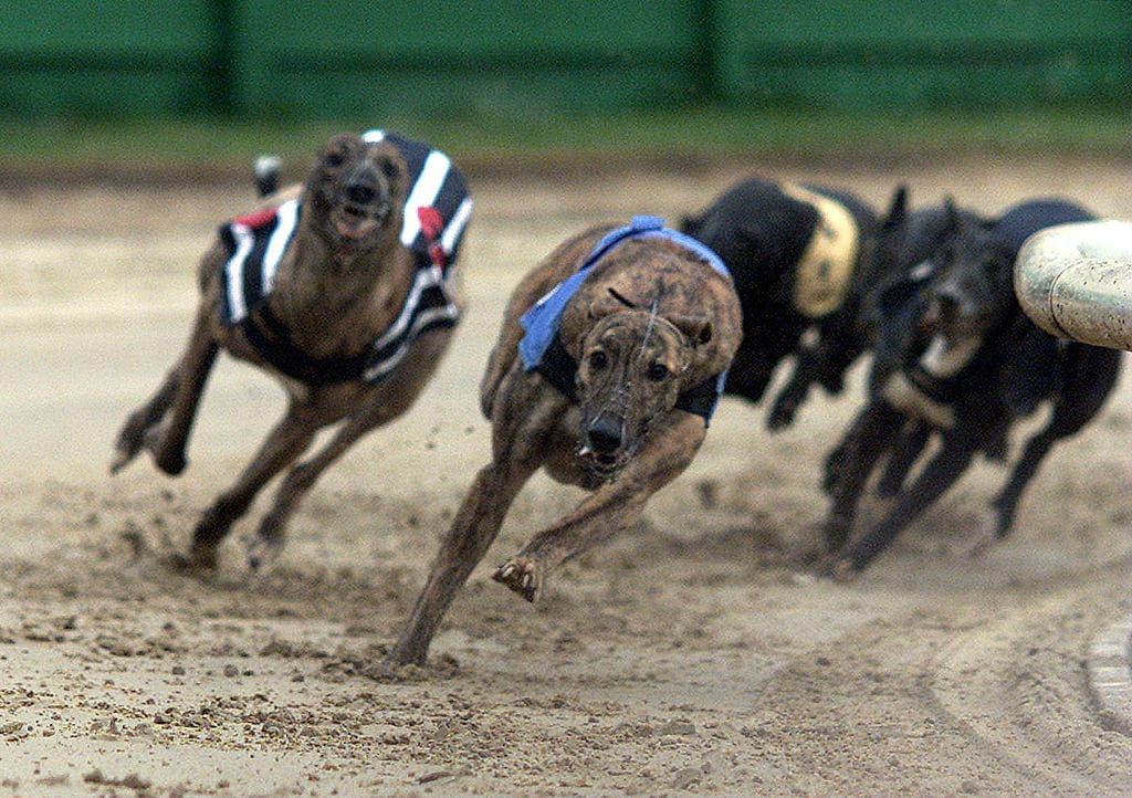 Greyhounds racing at Crayford.