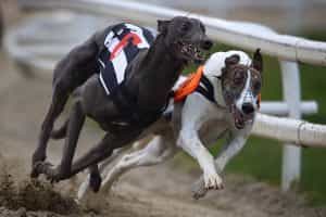 Racing greyhounds in action.
