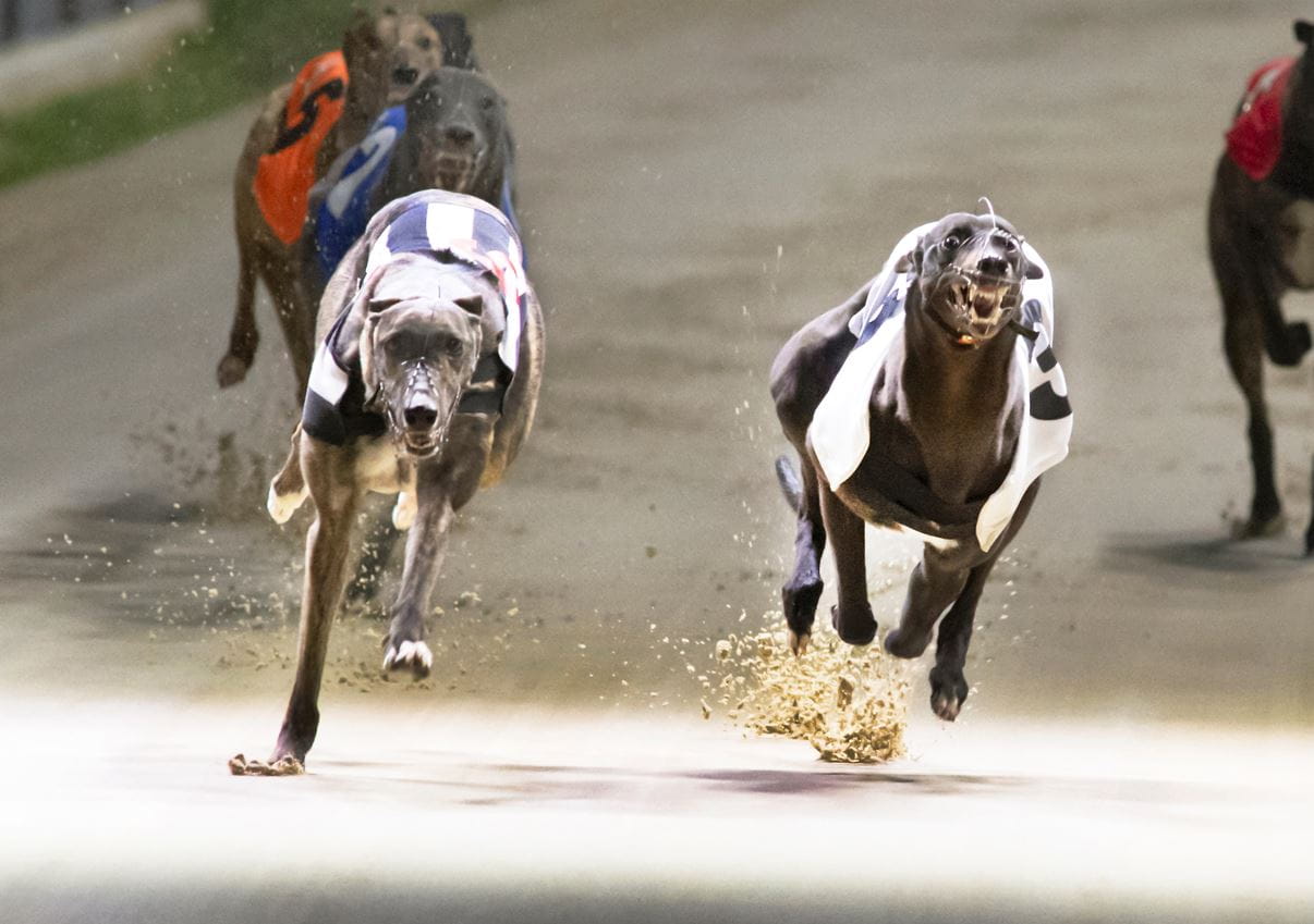 Greyhounds Coolavanny Aunty and Sweet Pear racing at Romford.