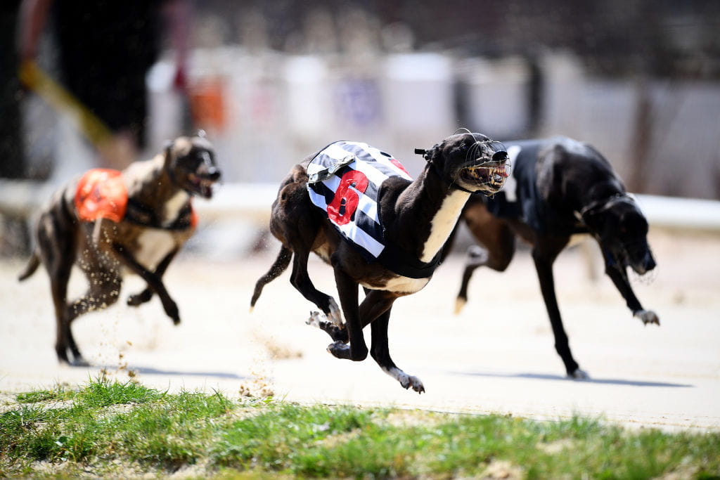 Greyhounds in action.