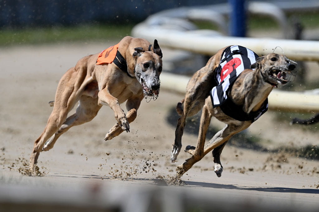 Two greyhounds duel for the lead in a greyhound race.