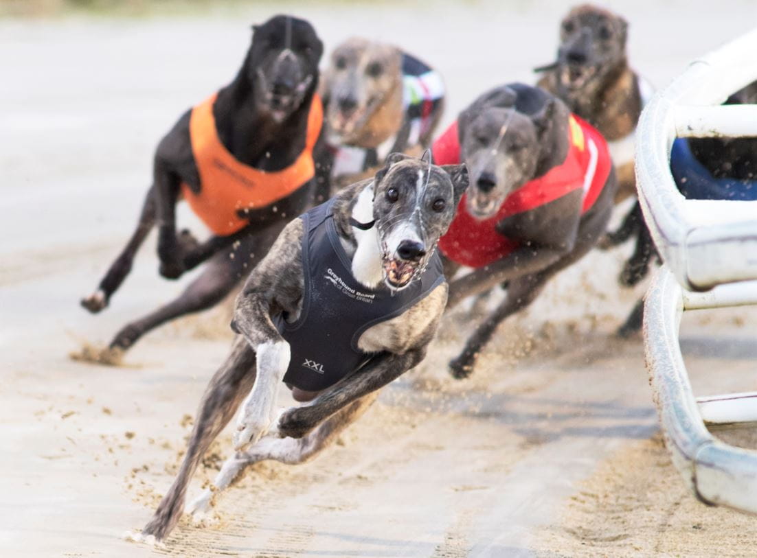 Lautaro winning a heat of the 2022 Greyhound Derby.