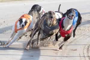 Greyhounds racing at Towcester in a round of the 2022 Derby.