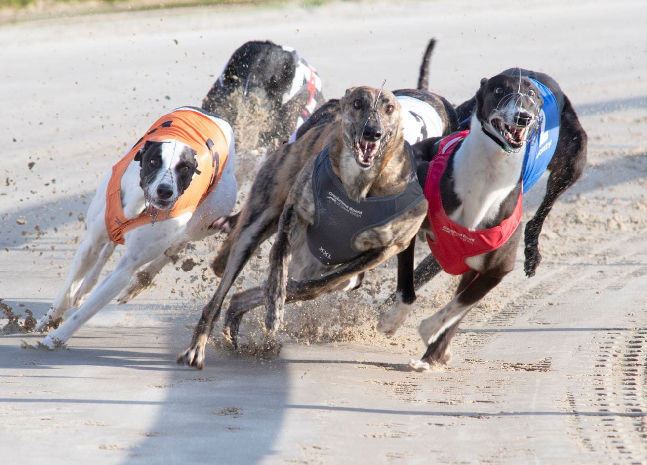 Greyhounds racing around the opening bend at Towcester.