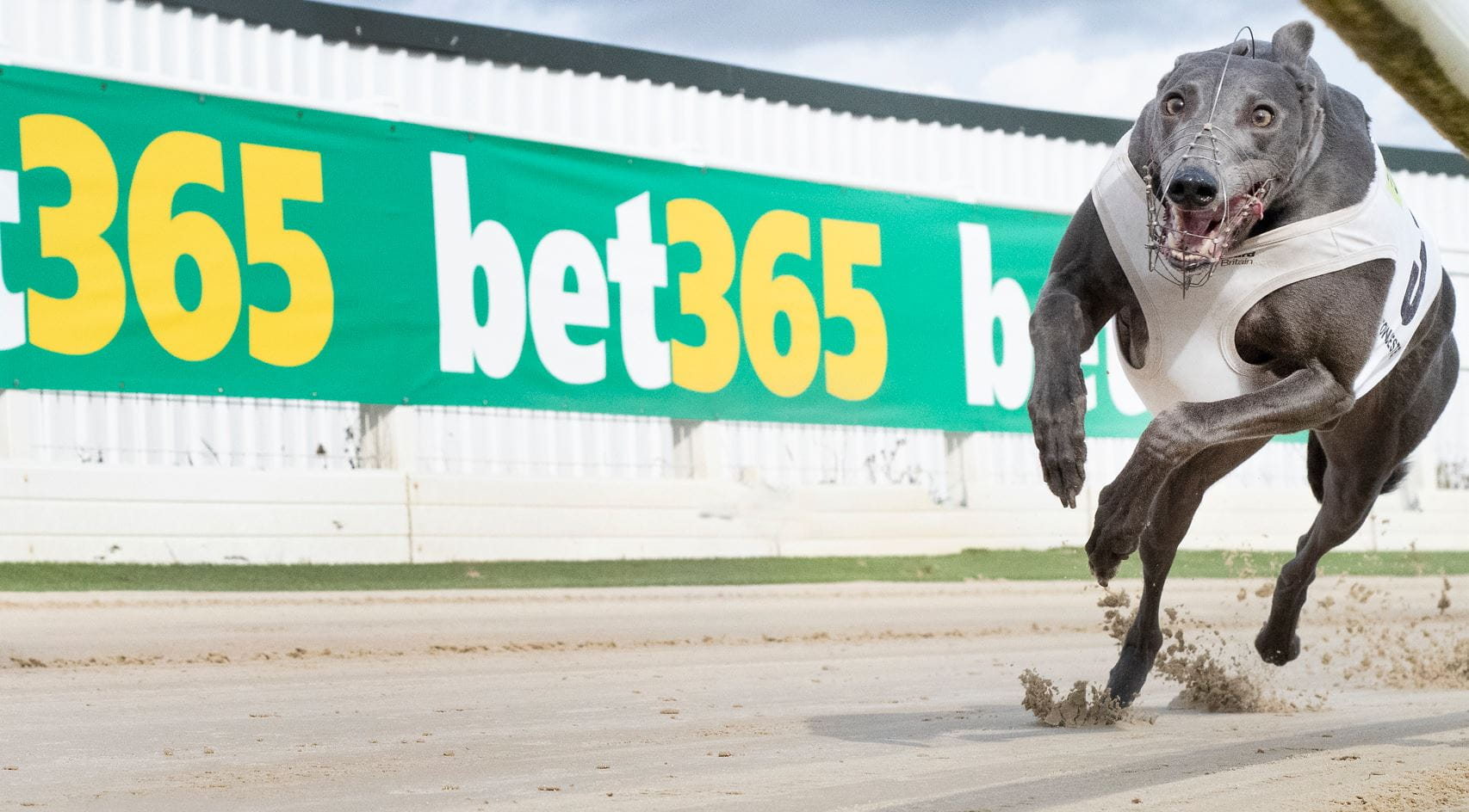 A greyhound in action at Towcester with bet365 logo in the background.