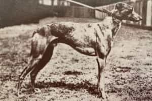 Greyhound Derby winner, Entry Badge pictured in 1927