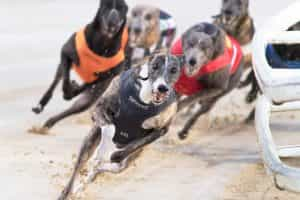 Greyhounds in racing action at Towcester.