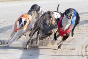 First bend action from a greyhound race at Towcester.
