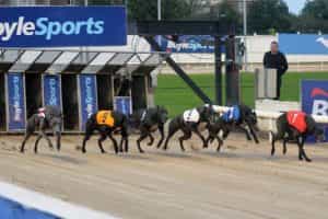 Greyhound burst from the starting boxes at Shelbourne Park.