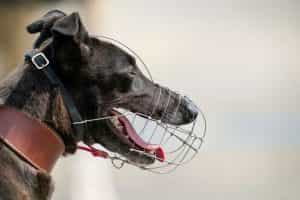 A close-up headshot of a racing greyhound.