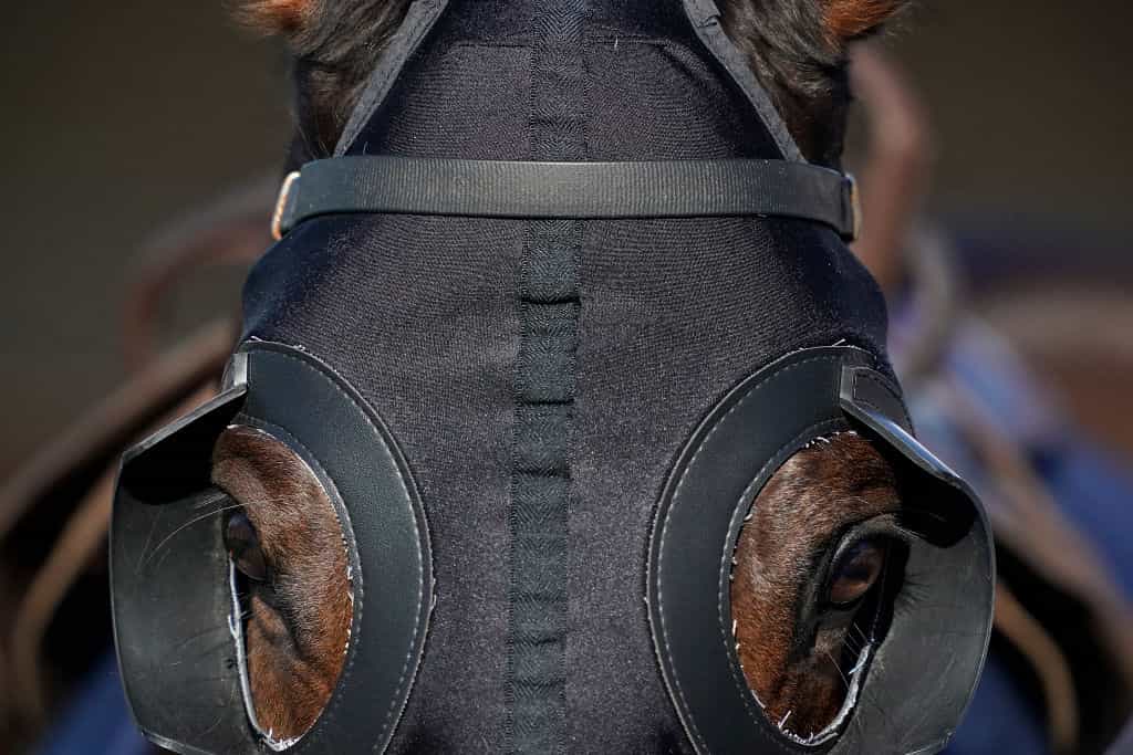Blinkers – plastic eye cups attached to a nylon hood – on a horse. 