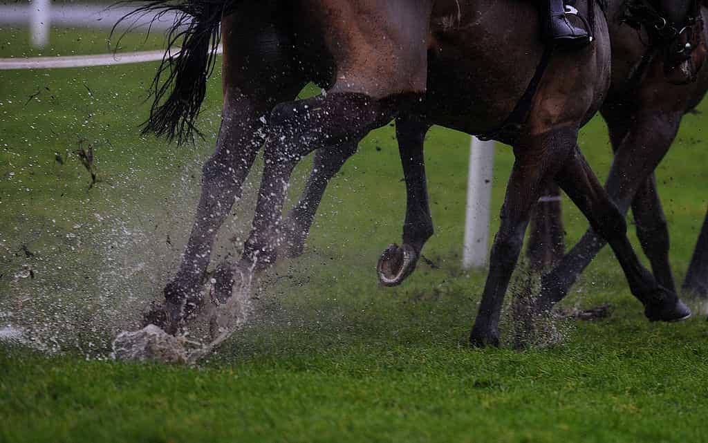 Roy Brindley's Horse Racing Betting Guides Descriptions & Equipment