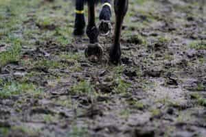 Horse hooves treading through thick mud.