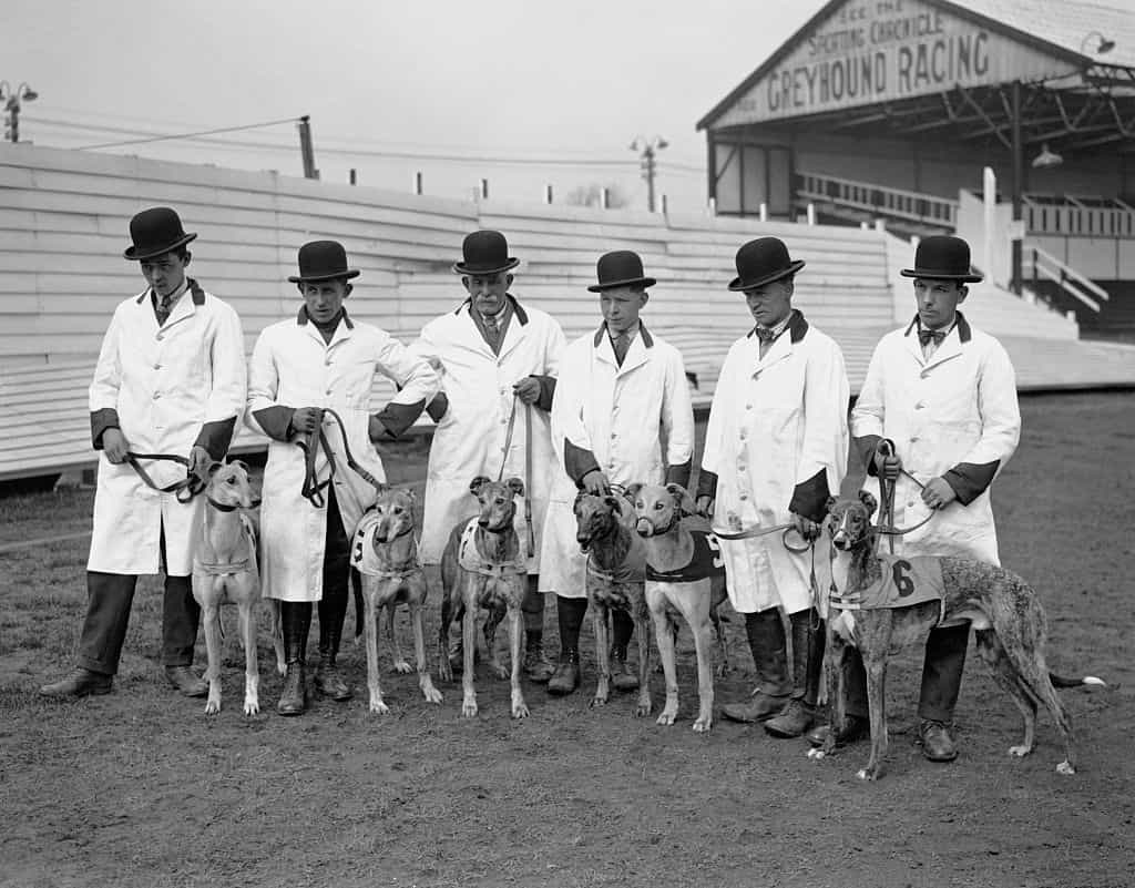 Greyhounds on parade at Belle Vue in 1927.