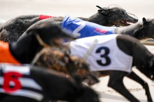 Greyhounds race away from the starting boxes at a UK dog track.