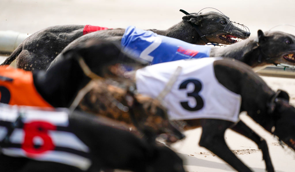 Betting on Greyhound Racing What You Need to Know