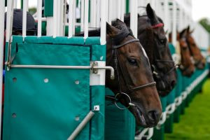 Horses' heads are seen as they jump from the starting stalls.