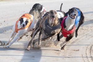 Greyhound sin action at Towcester.