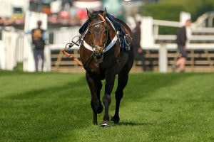 Constitution Hill riderless at Aintree